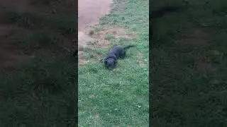 джим