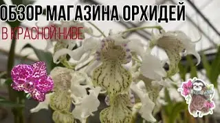 Магазин орхидей в «Красной Ниве» || Шикарные растени 🌺 || Новые приобретения || Цветущая красота😍