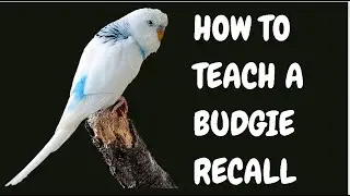 How To Teach A Budgie Recall