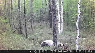 хозяин метит солонец)
