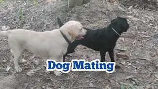 Dog mating