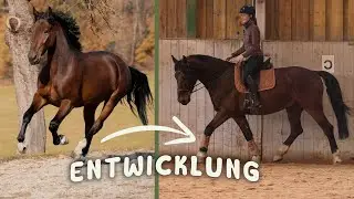 Vom rohen Jungpferd zum Reitpferd 🐴