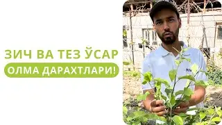 ЗИЧ ЭКИЛГАН ТЕЗ ЎСАР ДАРАХТЛАРНИ ЎСИШИНИ ЧЕКЛАШ!