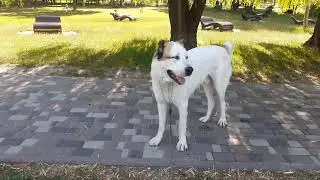 10.07.24 алабай Булат пришёл купаться