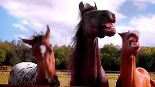 Volkswagen Tiguan Horses Laugh - Commercial 2016