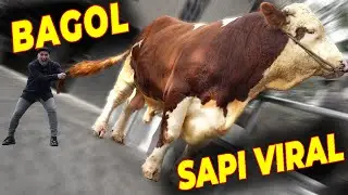 BAGOL SAPI VIRAL... KATANYA BUAT GUE ...????
