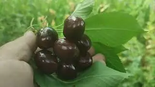 Черешня сорт Сільвія (cherry Sylvia). Низькоросла черешня для Вашого саду. Огляд 2023 року