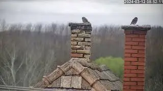 Kuvik egeret hozott a párjának / Little owl brought a mouse to her partner