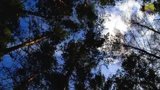 Наш Кемеровский Сосновый бор, а именно кроны сосен и небо!