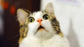 Cats Scared Of Toasters 😱