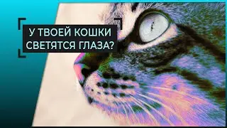 Почему у кошек ночью блестят глаза? Викторина и ответ.