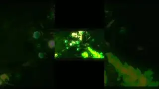 Necromancer g-toilet edit