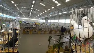 Выставка и ярмарка голубей в Каунасе 01.2018