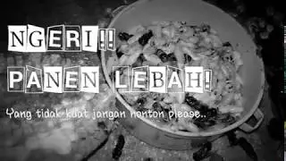 NGERI Gan! - Membuka Sarang Lebah Tangan Kosong Lalu Dimakan!