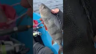 Вот такой окуняра!