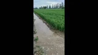 Беде суугаруу.