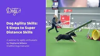 FREE Dog Agility Webinar:  5 Steps to Super Distance Skills