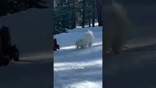 Cross country skiing with my dog was incredible 🎿