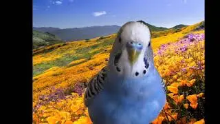 Buddy the Vacation Bird  