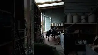 #rottweiler