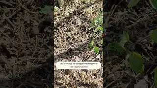 Какую МУЛЬЧУ выбрать?! 
