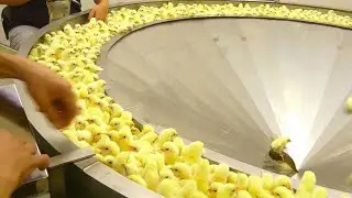 See How Modern Poultry Farming Technology & Amazing Agriculture Eggs Machines - American Farmers