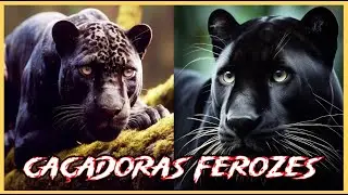 Pantera Predador solitário