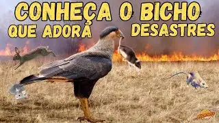 CONHEÇA O BICHO QUE ADORA DESASTRES