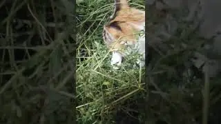 Киска Лиска почти замаскировалась😂