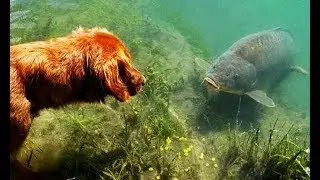 САМЫЕ ЛУЧШИЕ 10 МОМЕНТОВ НА РЫБАЛКЕ 2017 НОВИНКА ! Вот это Рыбалка!!!Ты не поверишь!!!2017#