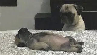 The FUNNIEST Animal 2024  make us HAPPY-  Funniest Cats and Dogs Videos 😺🐶