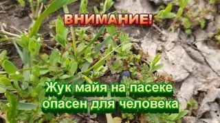 Жук майя (майка) на пасеке