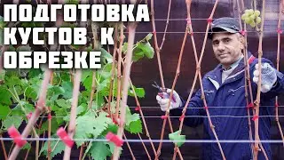 Подготовка кустов винограда к обрезке 🍁✂️