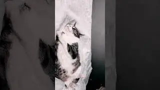 Симба