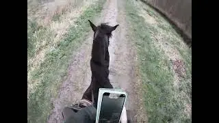 te paard een paas Rit doen