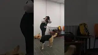 Фокусы и трюки вместе с дворняжкой по кличке Лирой.