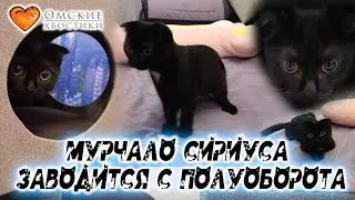 Мурчало Сириуса заводится с полуоборота | Фокс (Сириус)