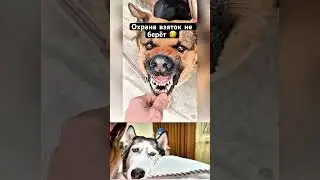 ДО СЛЁЗ ПРОСТО🤣 #собаки #собака #смешно #смешное #смех #охрана #реакция #прикол #приколы #реакции