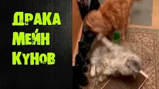 КОШКИ ДЕРУТСЯ ИЗ ЗА КОГТЕТОЧКИ CATS FIGHT OVER SCRATCHING POSTS