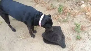 An Ode to My Dog. #blacklabrador #blacklab #ilovemydog #blueheelers #dog