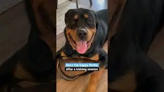 Razz the happy Rottweiler after a fantastic private dog training session. #foryou #dogtraining