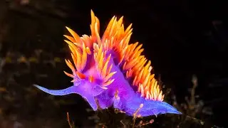 The Secret World of Ocean Creatures | Survival of the Weirdest | Love Nature