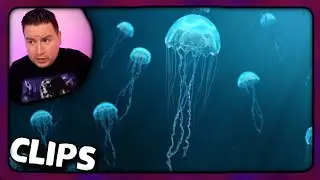 I Was Just Stung By A Jelly Fish (3C Lore)