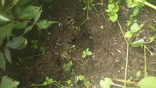 Где живут шмели Гнездо шмеля (шмель)