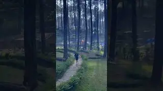 Healing Sekejap | Pine Valley | Cikole Lembang Bandung