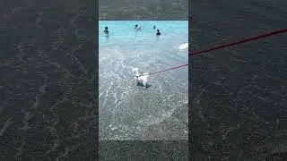 PUPPIES AT THE SEASIDE / CUCCIOLI AL MARE || FLORIDEAS #vlog #video #nature #pets #puppy #sea #beach