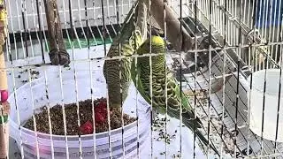 Budgies munching on their food while happily chirping!