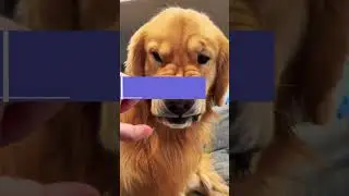 3 Most Goofy Dog Breeds #shorts