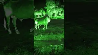 The horror scene #shorts #ytshorts #youtubeshorts #creepy #ghost #bhoot #scary #bhootmovie