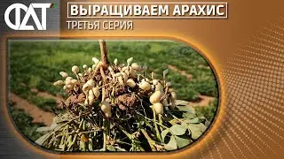 Выращиваем Арахис 3 серия